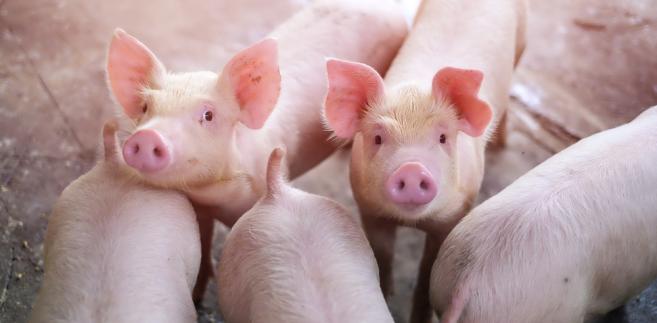 ARiMR: Pożyczki dla producentów świń na obszarach objętych ASF znów dostępne