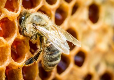 Masowe zatrucia pszczół przez rolnicze opryski