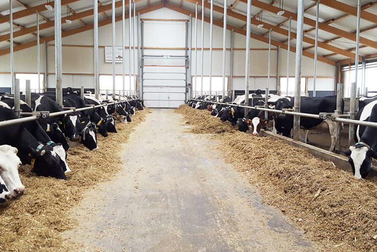 Wnioski o wsparcie na inwestycje w produkcje: prosiąt, mleka krowiego lub bydła mięsnego można składać od 29 marca
