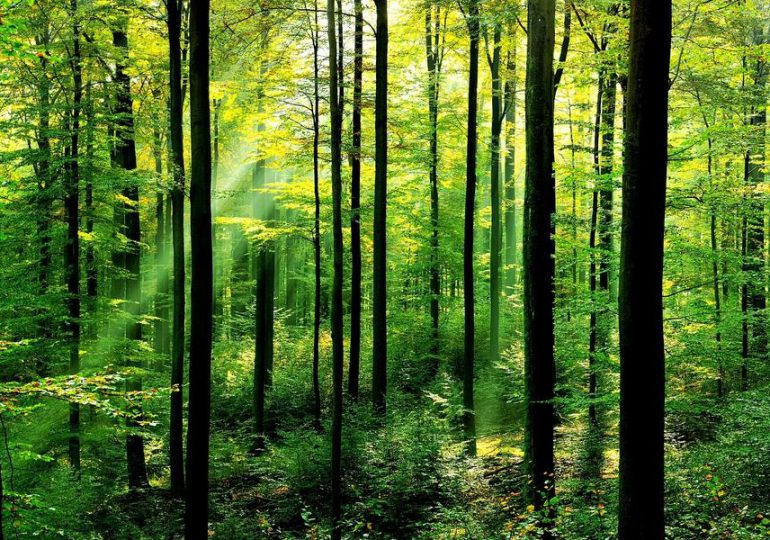 ARiMR zachęca właścicieli lasów do gromadzenia dokumentów niezbędnych do uzyskania pomocy z PROW 2014-2020