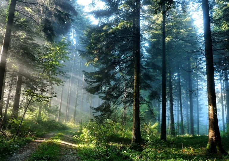 Wsparcie na inwestycje zwiększające odporność ekosystemów leśnych i ich wartość dla środowiska - wnioski można składać od 2 maja do 12 czerwca