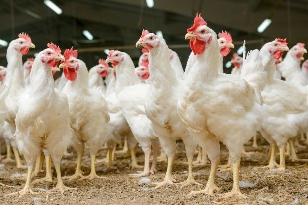 Wsparcie dla gospodarstw dotkniętych ptasią grypą