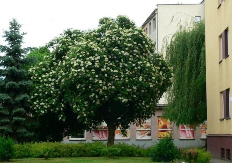 Rzeszów: Czarny bez uznany za najpiękniejsze drzewo w Polsce
