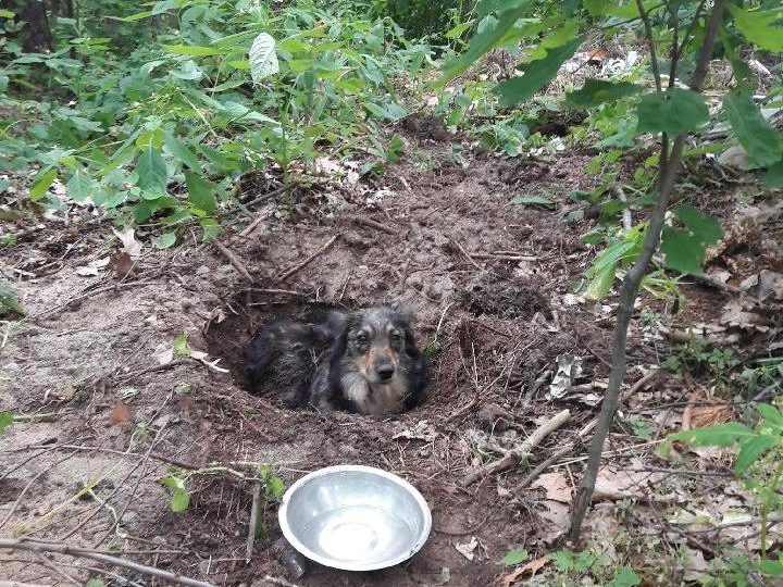Kolbuszowa: Ktoś zakopał w lesie żywego psa