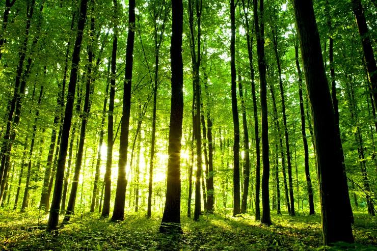 ARiMR: Posadź własny las i weź pieniądze - nabór wniosków dobiega końca