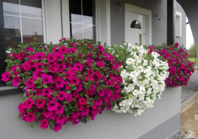Porady: Surfinie - piękne kwiaty na balkony i tarasy.