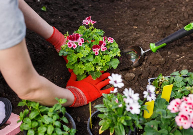 Porady: Maj w ogrodzie. Jakie kwiaty i warzywa siejemy?