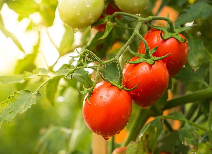 Porady: Sadzimy pomidory- jakie odmiany wybrać ? Właściwości, zastosowanie