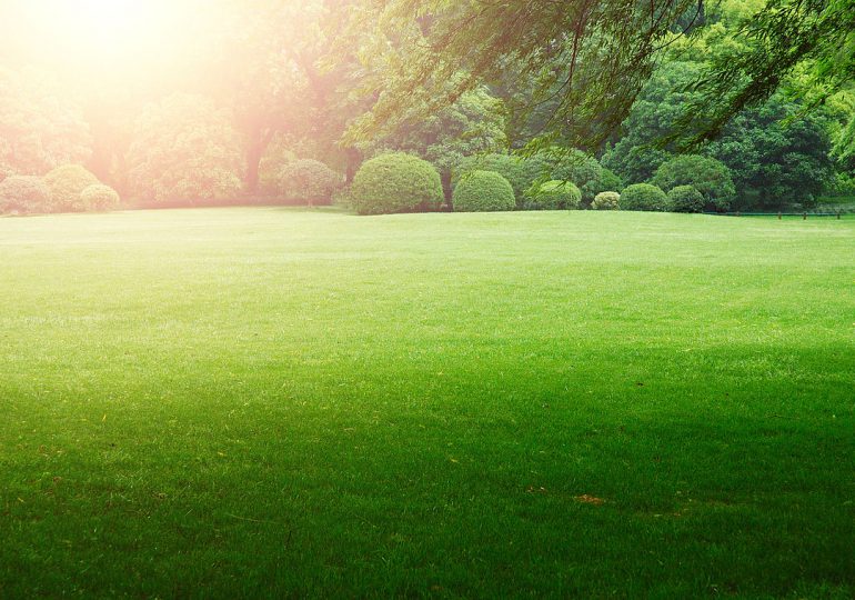 Porady: Pielęgnacja trawnika: co zrobić, aby nasz trawnik był piękny?