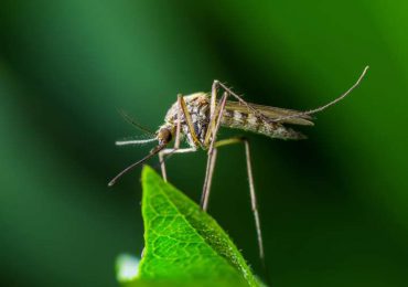 Technologia: Co sprawia, że niektórzy ludzie przyciągają komary jak magnes? Większości rzeczy nie zmienisz