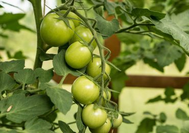 Kulinaria: Smażone zielone pomidory