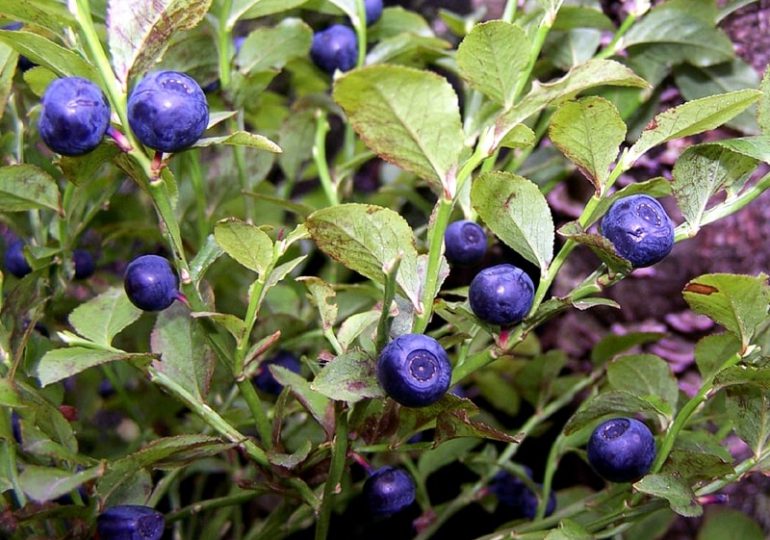 Zdrowie: W lasach pojawiły się owoce borówki czarnej. Jakie mają zastosowanie i właściwości lecznicze?