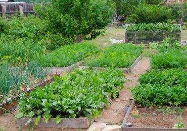 Porady: Lipiec w ogródku warzywnym. Co możemy siać?