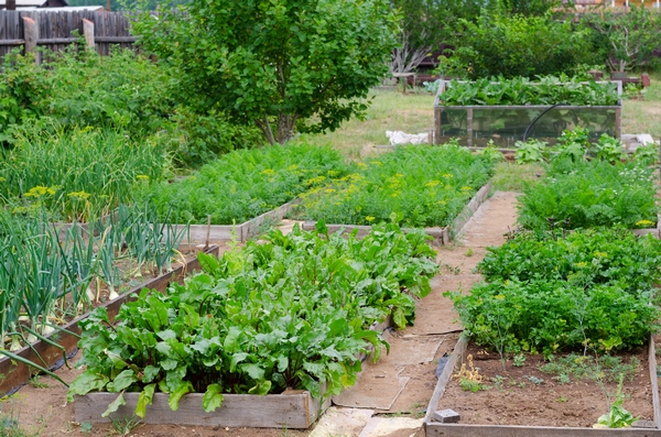 Porady: Lipiec w ogródku warzywnym. Co możemy siać?
