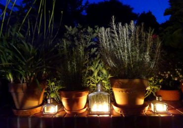 Porady: Rośliny, które pachną wieczorem najpiękniej, najmocniej i najdłużej