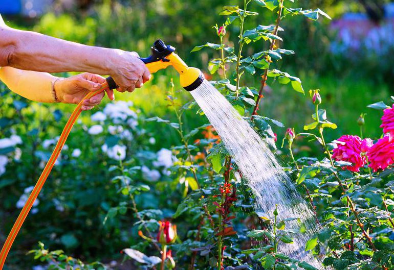 Porady: Pielęgnacja ogrodu podczas upałów