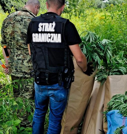 Jarosław: Trzy miesiące aresztu za narkotyki