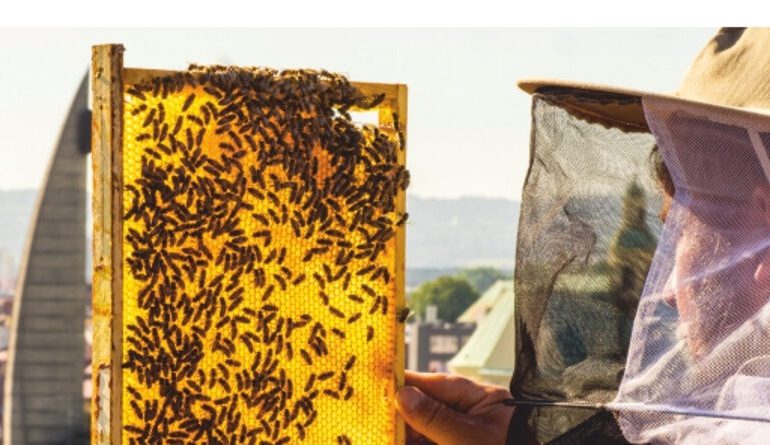 Rzeszów: Degustacja i kiermasz produktów pszczelarskich
