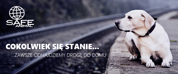 Polska: Safe-animal. Pierwsza w kraju aplikacja dla właścicieli zagubionych zwierząt