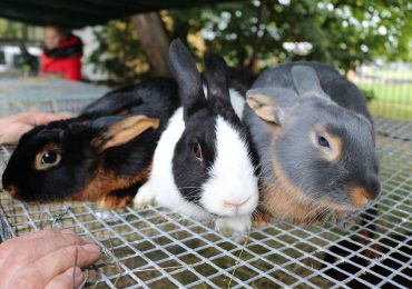Rzeszów: Tłumy ludzi na XV Jesiennej Giełdzie Ogrodniczej. Wystawa królików jedną z najważniejszych atrakcji.