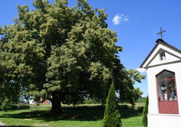 Polska i Świat: Wyniki konkursu na Drzewo Europy