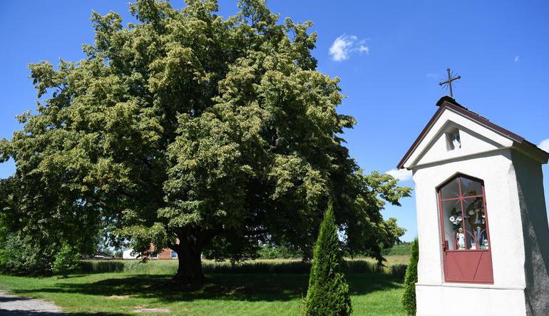 Mielec: Lipa z Dulczy powalczy o tytuł Europejskiego Drzewa Roku