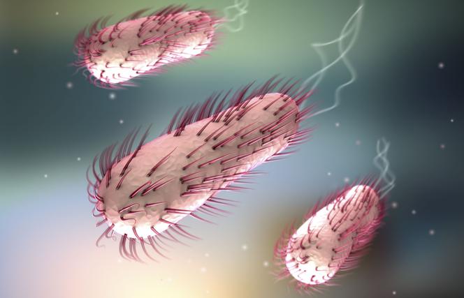 Zdrowie: Bakteria E. coli - jakie są objawy zatrucia, czym grozi zakażenie ?.