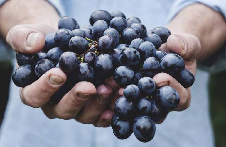 Rolnictwo: Wyroby winiarskie - rząd przyjął projekt ustawy
