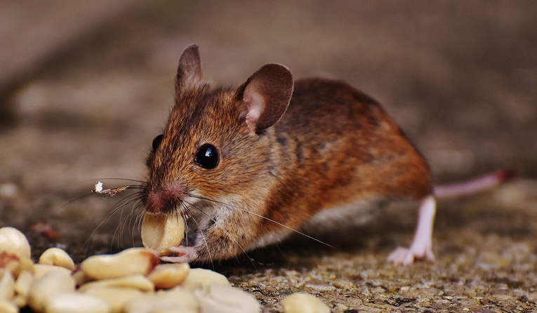 Technologie: Naukowcy wydłużyli życie myszy o 30 procent.