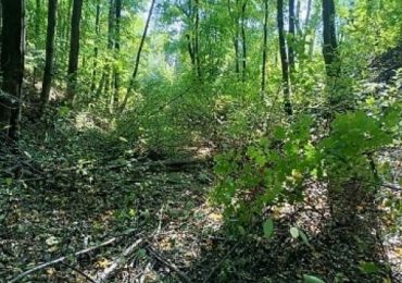Nisko: 32-latka odnaleziona przez policję w lesie
