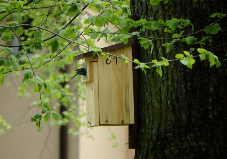 Krosno: 100 budek lęgowych dla ptasiej dzielnicy, czyli w Krośnie ptaki mają swój dom