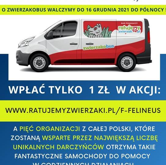 Rzeszów: Fundacja Felineus z Rzeszowa walczy o ZWIERZAKOBUS