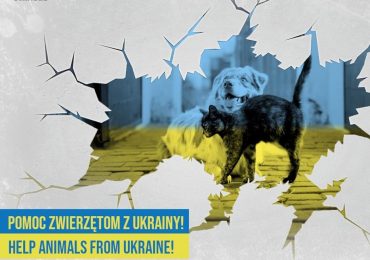 Pomoc potrzebującym: Na  pomoc zwierzętom z Ukrainy!