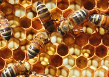Rolnictwo: Wsparcie finansowe dla pszczelarzy