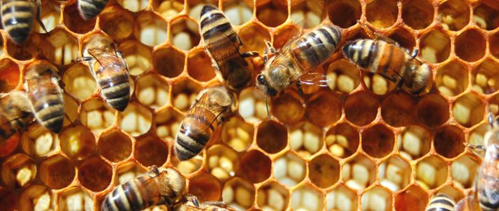 Rolnictwo: Wsparcie finansowe dla pszczelarzy