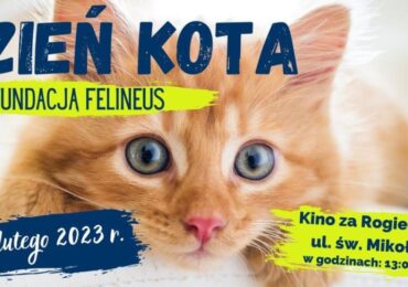 Rzeszów: Wydarzenie Dzień Kota z Fundacją Felineus
