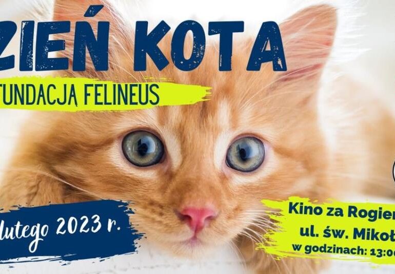Rzeszów: Wydarzenie Dzień Kota z Fundacją Felineus