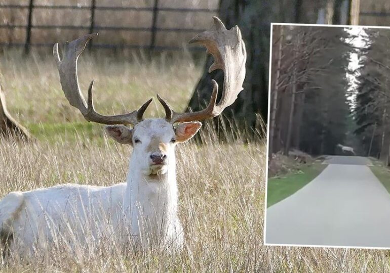 Leżajsk: Na terenie nadleśnictwa pojawił się biały jeleń