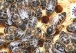 Rolnictwo: Trwa nabór wniosków na trzy dotacje pszczelarskie