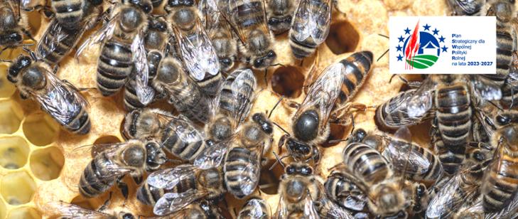 Rolnictwo: Trwa nabór wniosków na trzy dotacje pszczelarskie