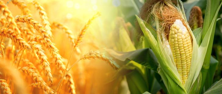 Rolnictwo: Pomoc krajowa dla producentów pszenicy lub kukurydzy