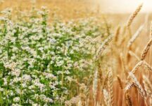 Rolnictwo: Ponad 109 tys. wniosków o wsparcie złożyli producenci pszenicy lub gryki, którzy sprzedali je po 14 kwietnia