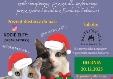 Pomoc potrzebującym: Akcja na rzecz bezdomnych kotów z rzeszowskiej Fundacji Felineus
