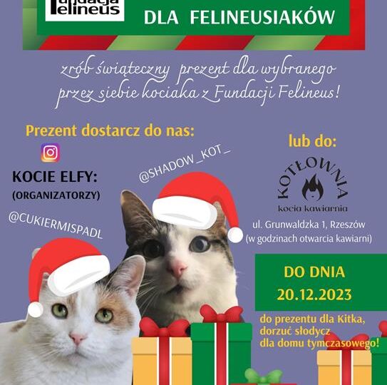 Pomoc potrzebującym: Akcja na rzecz bezdomnych kotów z rzeszowskiej Fundacji Felineus